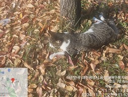코숏 이미지 파일 입니다.